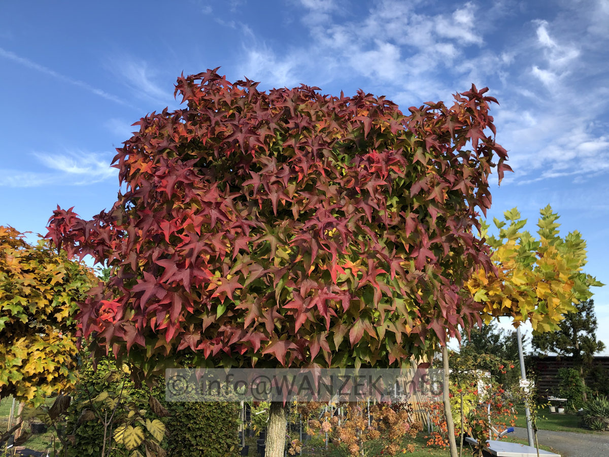 Liquidambar styraciflua Gum Ball Herbst 04.JPG
